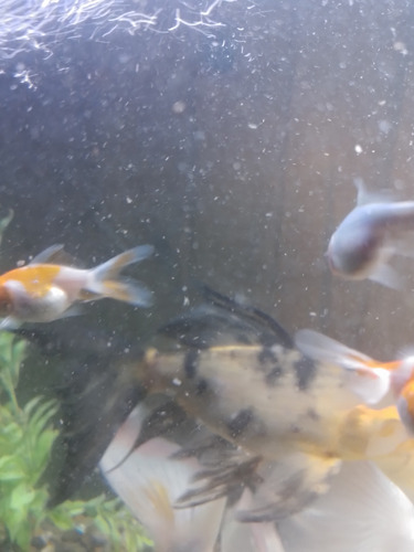 Peces De Agua Fria Shubunkin Cometas Y Goldfish De 2cm Varios