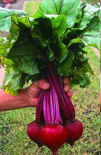 Sementes Orgânicas De Beterraba -- Remolacha Beetroot