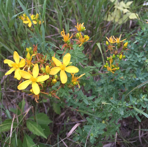 Semillas De Hierba De San Juan (hypericum Perforatum) Paquet