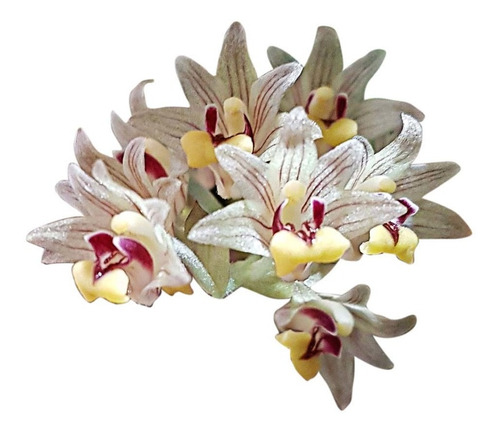 Orquídea Eria Xanthocheila Planta Adulta Flor Exótica