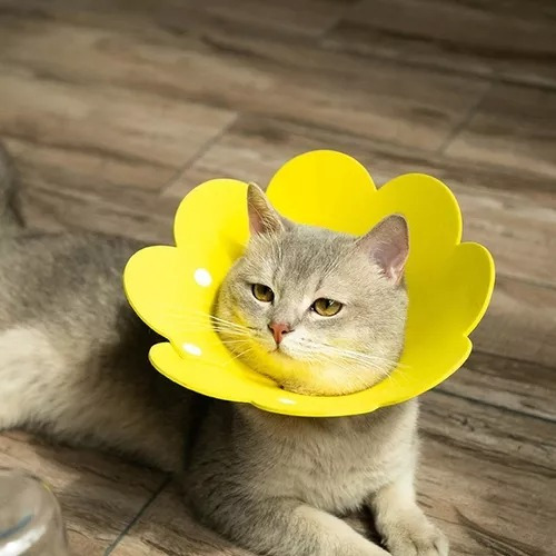 Collar Isabelino Flor Perros Gatos Post Operatorio Talle S