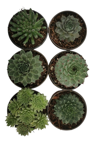 Sempervivum 6 Variedades 6 Pzas