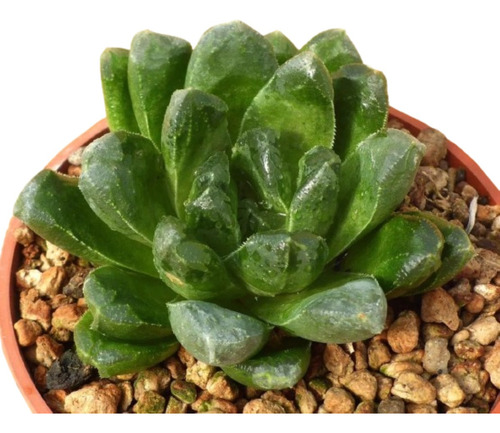 Haworthia Truncata Cv. Manteli O Mantelli Planta Suculentas
