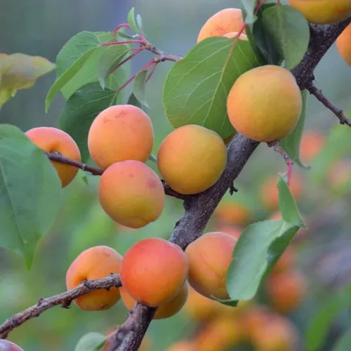 Sementes de Damasco da Manchúria - Preço: €4.50