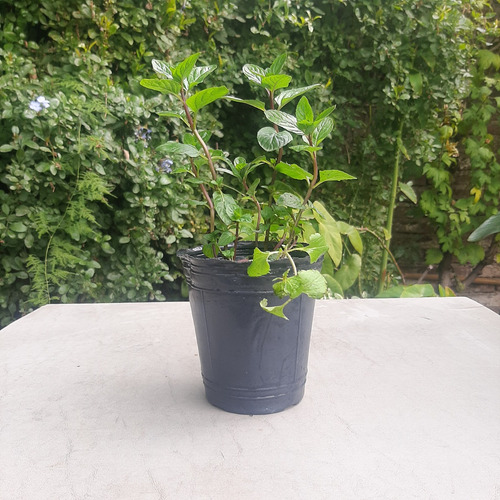 Menta Hierbabuena Tradicional Comestible Raices Arcoiris