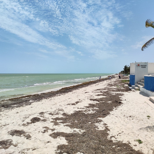 Imagen 10 de 24 de Terreno En Playa Chicxulub En Venta. Con Acceso A La Playa