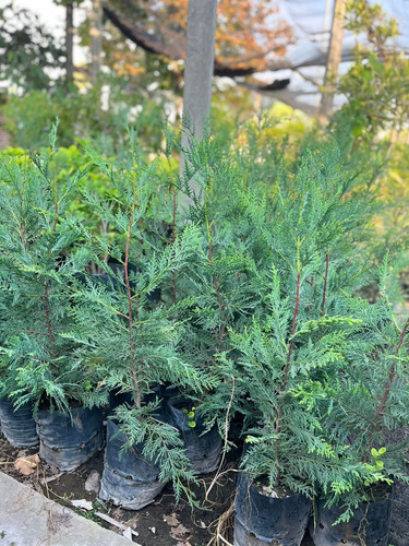 Plantas Para Cerco Vivo Leylandi Pinos Vivero Pack X 90
