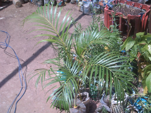 Palma Areca