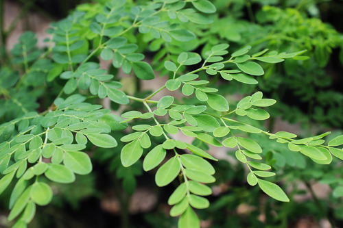 1 Planta De Moringa | Árbol De La Vida, Resistente A Sequía