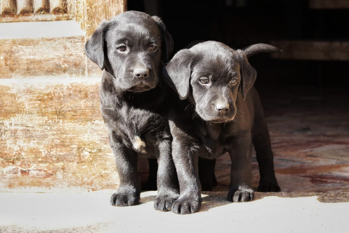 Inceibles Cachorros Labrador Retriever Pureza Garantizada