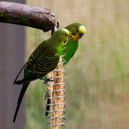 1 Juego De Comederos Para Loros, Juguete Para Alimentación D