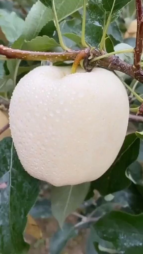 Manzana Blanca Unico