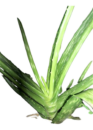 Vivero Cielo Verde Orgánico Aloe Barbadensis / Chinensis