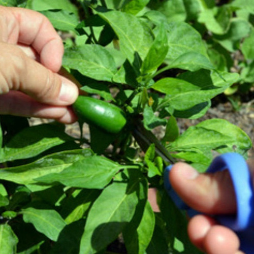 Imagem 4 de 10 de Sementes De Pimenta Jalapenho Mexicana Para Vaso Ou Hortas