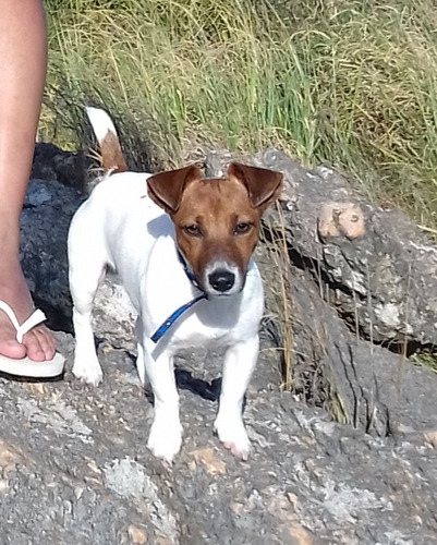 Jack Russell Macho Para Monta