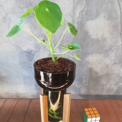 Imagen 9 de 10 de Plantas Interior Cuchara Little Plant 27 Con Soporte