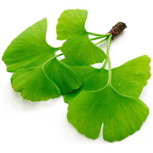 Ginkgo Biloba (125gr) - Natural 100% Puro