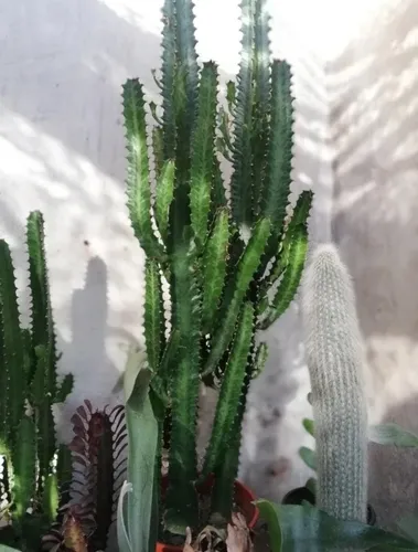 Cactus Euphorbia Trigona