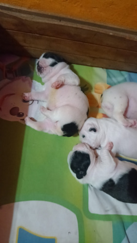 Vendo Hermosos Bebes Bulldog Francés