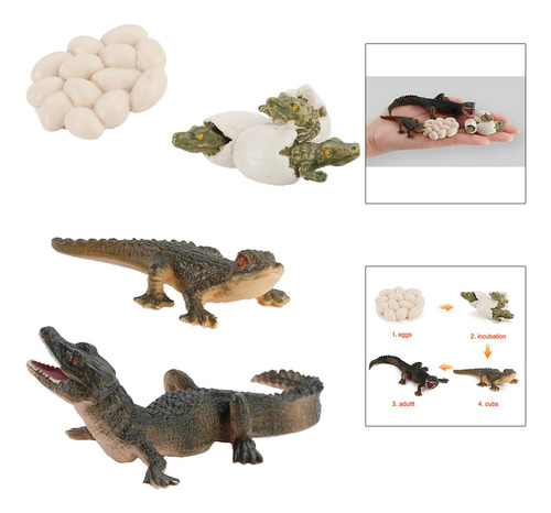 2 X Ciclo De Vida Animal Modelo Cocodrilo Niños Preescolar I