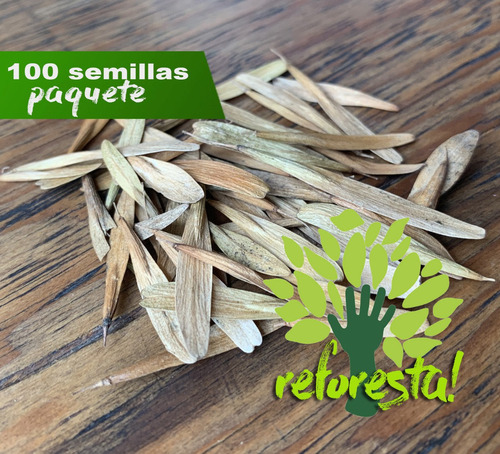 Semillas De Fresno Mexicano (fraxinus Uhdei) - 100 Pack