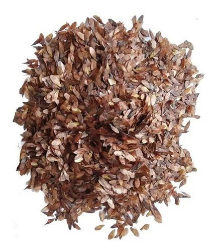 250 Semillas De Cedro Rojo Americano Cedrela Odorata