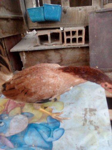 Gallina De Pelea