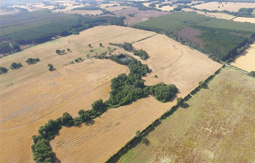 Imagen 7 de 15 de Agrícola En Venta En Ercilla