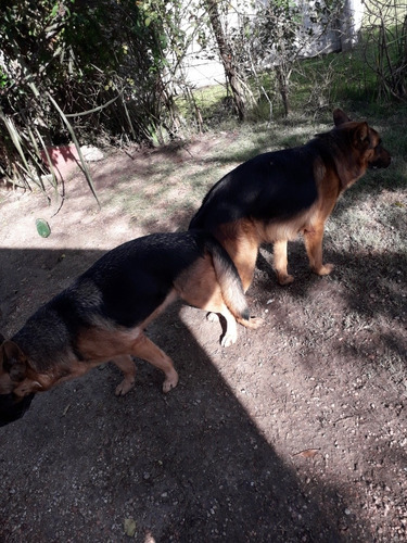 Ejemplar X Monta Cn Experiencia Comprobada