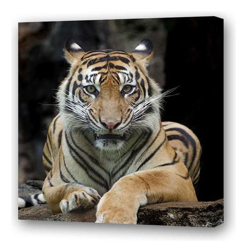 Cuadro 30x30cm Felinos Tigre Selva Zoologico Frente