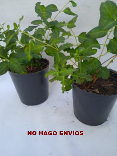 Planta - Vinca Major ( Lindo Tamaño ) ) No Hago Envios..