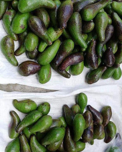 Aguacate Chinene 2plantas Criollo