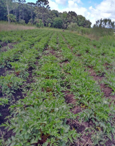 400 Mudas Batata Salsa, Batata Baroa, Mandioquinha Salsa