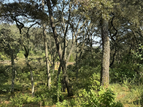 Vendo Terreno Boscoso De 11 Hectáreas En Jilótepec