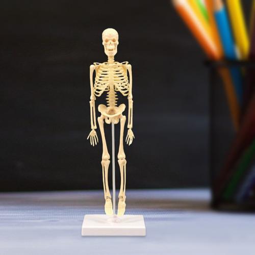. Anatomía Esqueleto Modelo Pantalla Educativa