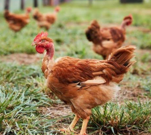 Ovos Pescoço Pelado 12 Ovos Frete Grátis