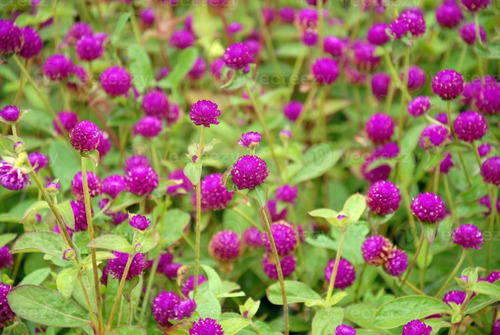 Amaranto Globoso Purpura 10 Semillas Gomphrena Sdqro2