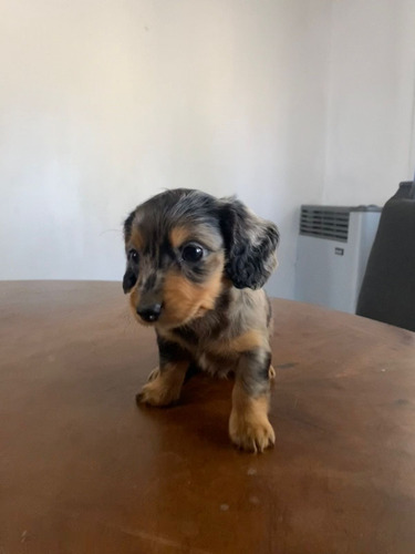 Hermosos Perros Sachichas Mini (mini Dachshund)