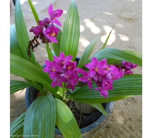 Orquídea Grapete Adulta No Vaso - Spathoglottis Unguiculata | Parcelamento  sem juros