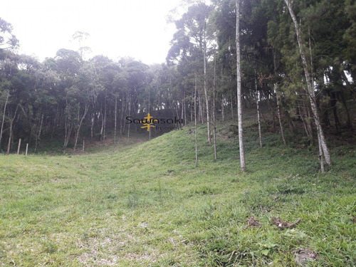 Imagem 3 de 9 de Chácara Para Venda Em Miringuava São José Dos Pinhais-pr - 5846