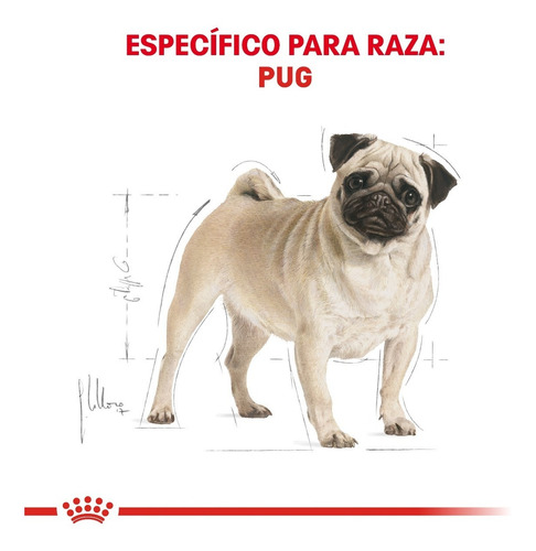 Imagen 2 de 6 de Royal Canin Pug Adult 4.53 Kg Nuevo Original Sellado