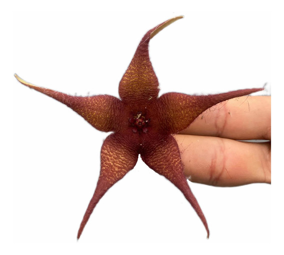 Stapelia Gigantea Planta Cactos | MercadoLivre 📦