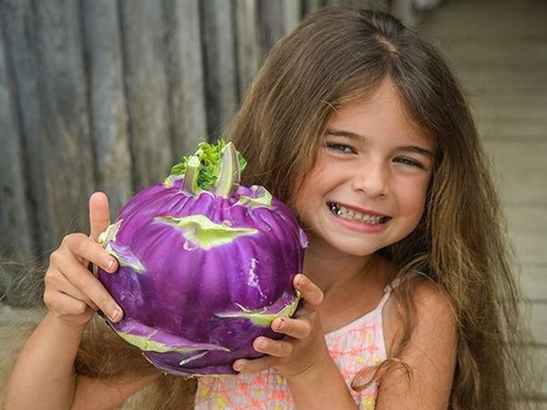 Semillas De Colirábano Colinabo Col Rábano Morado Kohlrabi