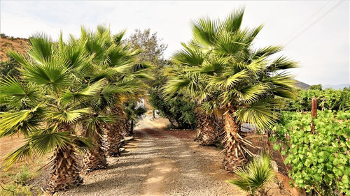 Parcela En Quebrada Del Ají - Quillota.