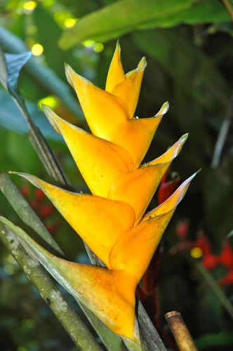 Heliconia Amarilla 