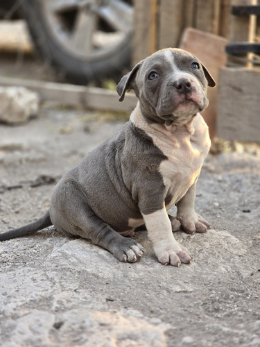 American Bully Alfa Line Kennels