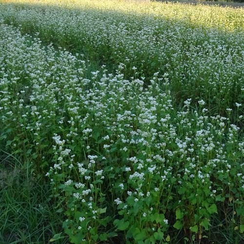 Semillas De Trigo Sarraceno X 10kg Las Praderas