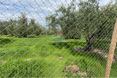 Parcela De Olivos, San Felipe