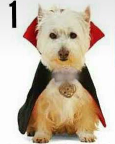 Disfraz P/perros Especial De Halloween