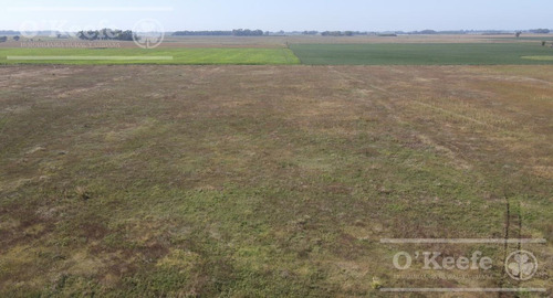 Imagen 5 de 18 de Chacra En Venta De 40 Has - En Saladillo Campo Mixto Con Mejoras
